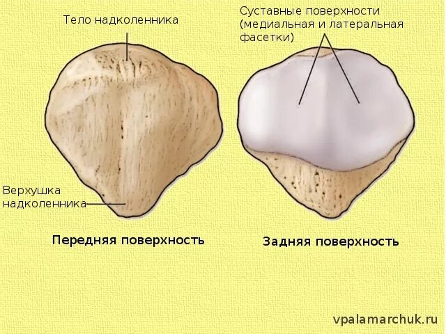 Надколенник анатомия кости. Надколенник анатомия строение. Надколенник кость строение. Надколенник кость анатомия.