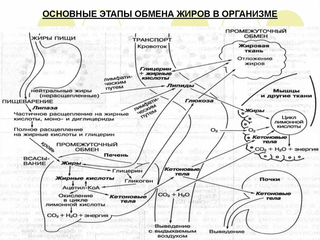 Схема метаболизма липидов в организме человека. Схема расщепления жиров в организме человека. Обмен жиров липидов схема. Схема распада жиров в организме.