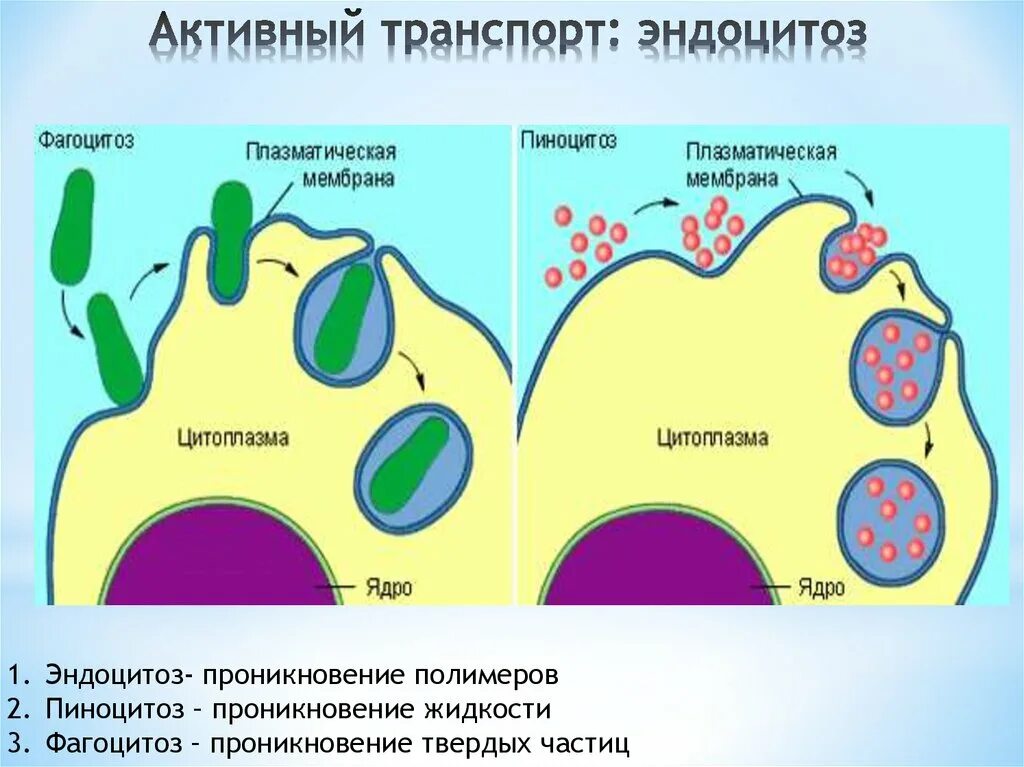 Эндоцитоз функции. Эндоцитоз и пиноцитоз. Пиноцитоз эндоцитоз экзоцитоз. Эндоцитоз фагоцитоз мембранный транспорт. Плазматическая мембрана пиноцитоз.