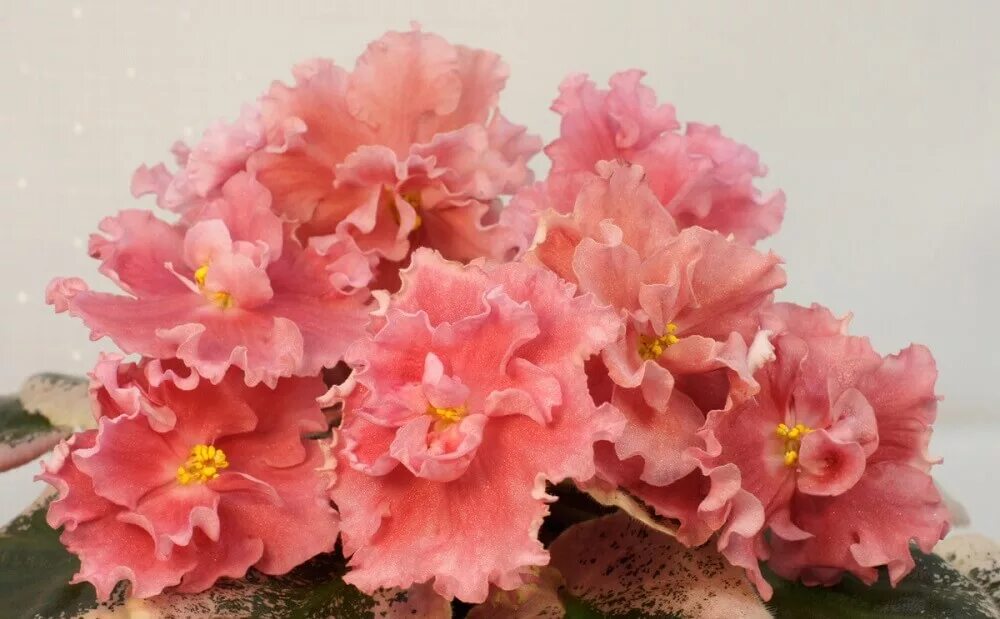 Фиалка рыжий кот. Фиалка ек рыжий кот. Фиалка ек огненная лиса. Фиалка ек рыжий кот. Сенполия ек рыжий кот.