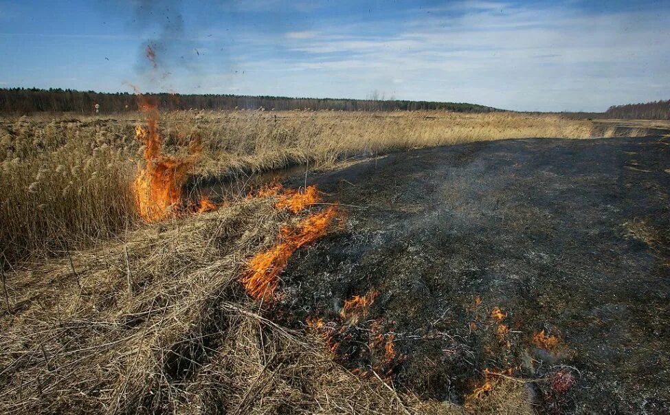 Сжигание полей. Выжигание сухой растительности. Палы сухой травы. Горит сухая трава. Горение сухой растительности.