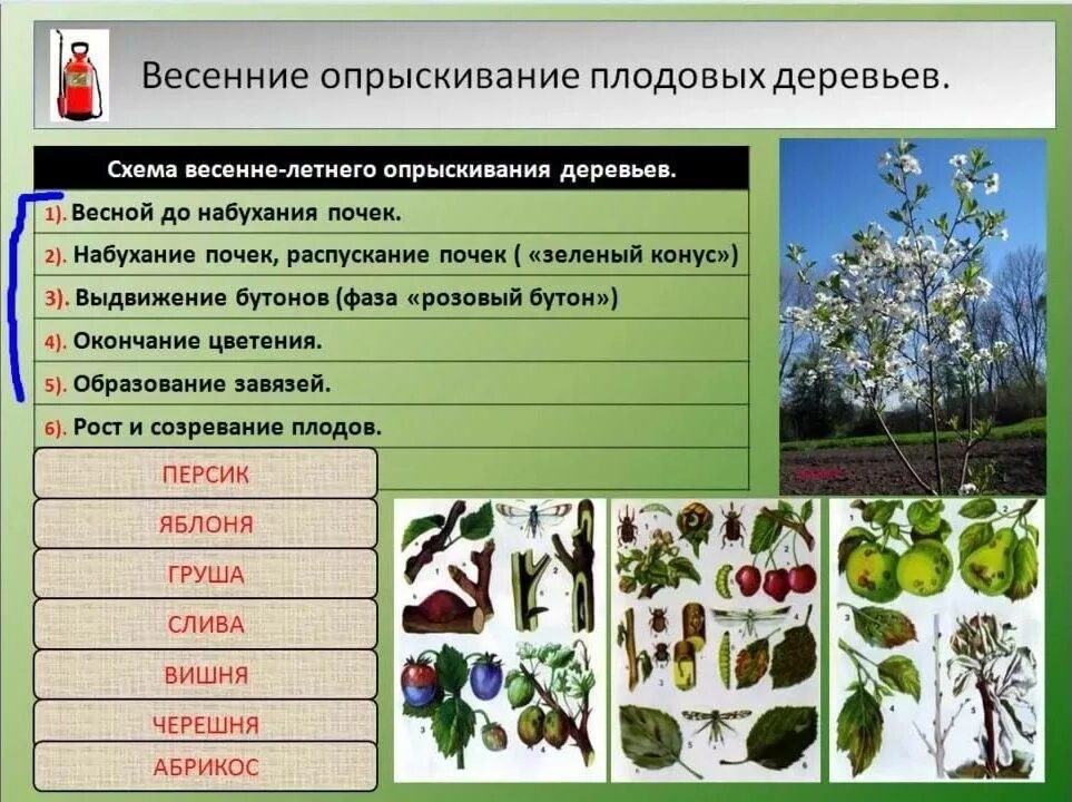 Средства для опрыскивания плодовых деревьев. Опрыскивание плодовых деревьев весной. Препараты для опрыскивания деревьев весной. Схемы обработки плодовых деревьев.