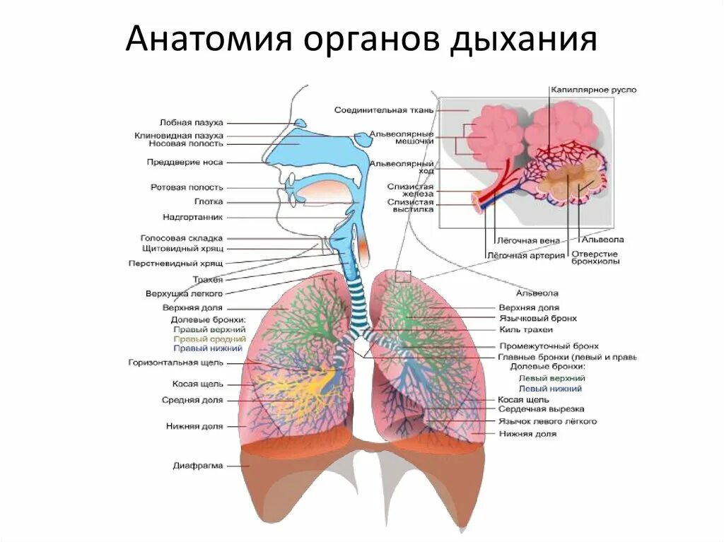 Органы входящие в дыхательную систему функции. Анатомические структуры дыхательной системы. Строение системы органов дыхания человека. Система органов дыхания человека схема. Анатомические структуры системы органов дыхания.