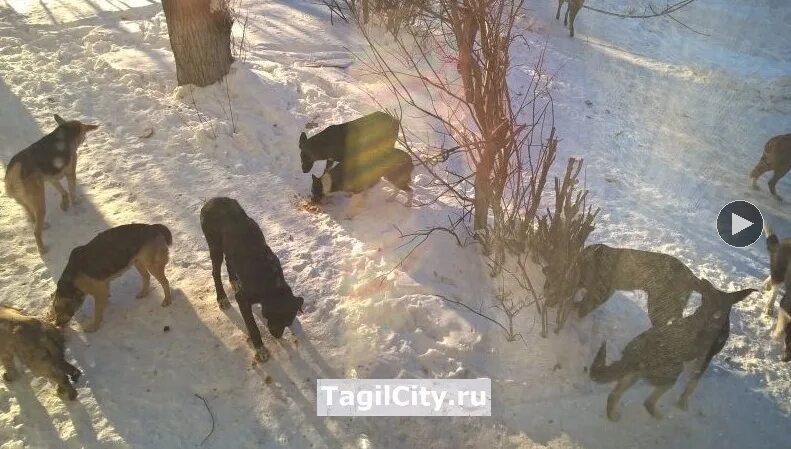 Стая собак Нижний Тагил. Бродячие собаки. Стая собак. Собаки куплю тагил