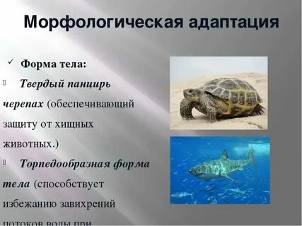 Покров черепных
