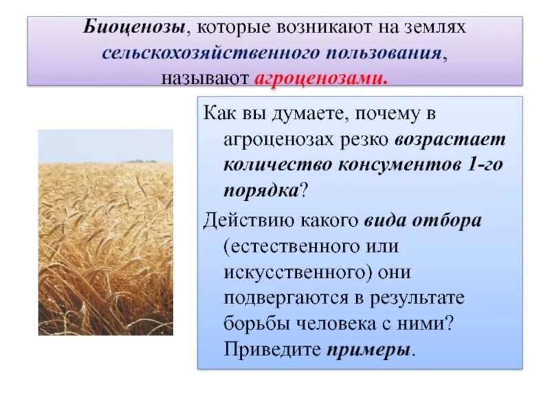 Виды агроценоза. Агроценоз. Обработка почвы агроценоза. Почвенный биоценоз. Биоценоз,который возникает на земле.