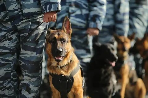 Сторожа волгоград