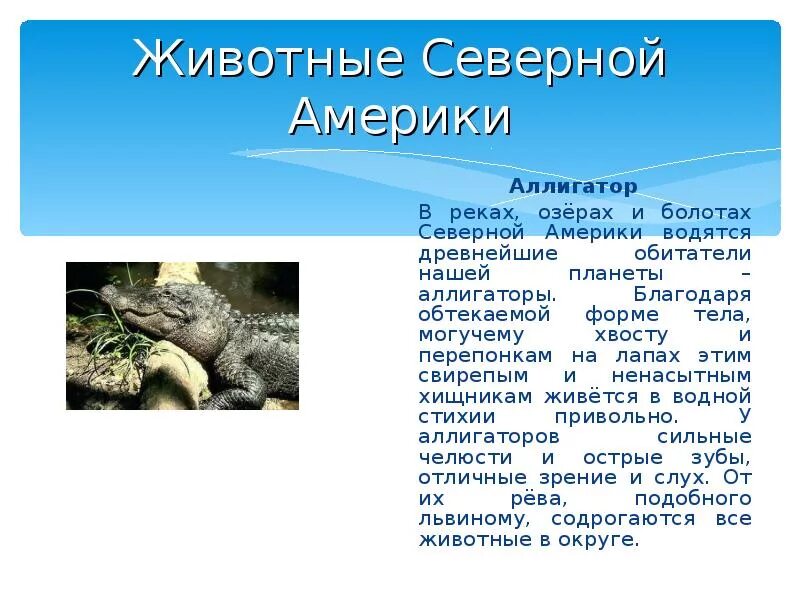 Животные северной америки 2 класс. Животные Северной Америки презентация. Животные Северной Америке доклад. Животное Северной Америки доклад. Животные Америки презентация.