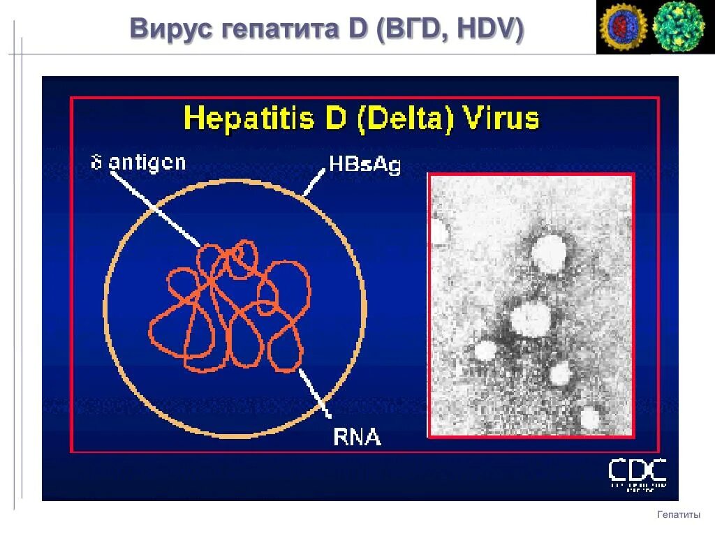 Строение вируса гепатита Дельта. Вирус гепатита в. Вирус гепатита d. Гепатит д строение.