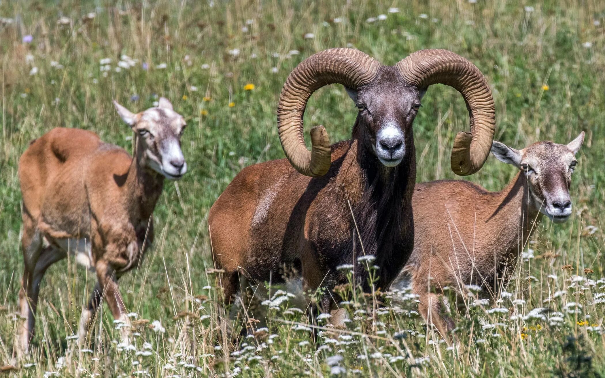 Муфлон отзывы. Баран-муфлон. Муфлон самка. Муфлон испания. Новозеландский муфлон.