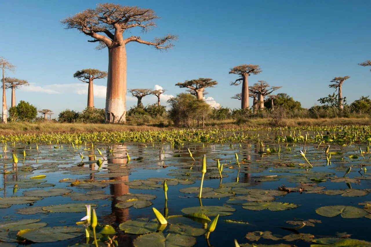 Африка остров Мадагаскар. Мадагаскар остров природа Мадагаскара. Мадагаскар растения баобаб. Мадагаскар Страна Африки. Архипелаг мадагаскара
