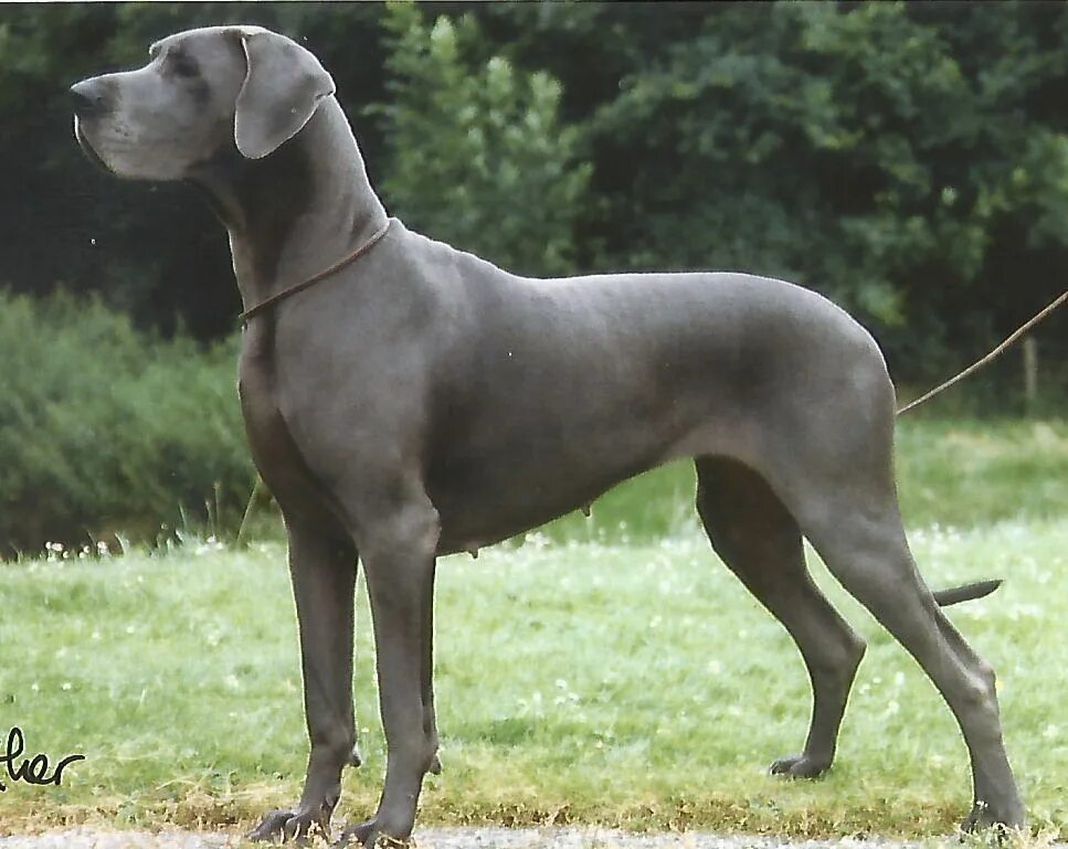 Собака последняя буква д. Алфавит собак. Буква d для детей. Алтайская овчарка чёрная. Буква dd.