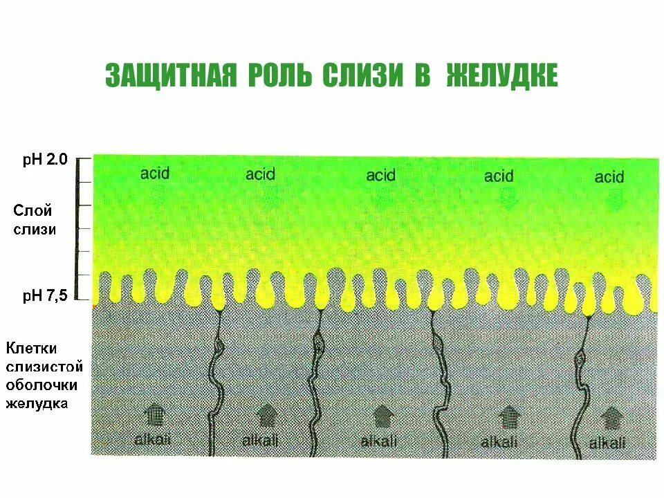 Содержимое желудка слизь. Содержимое желудка слизь. Состав слизи желудка. Функции слизи желудочного сока. Желудочный сок строение желудка.