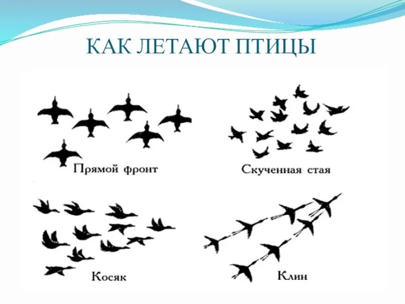 Почему летит птица