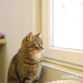 Кот березовский свердловская область