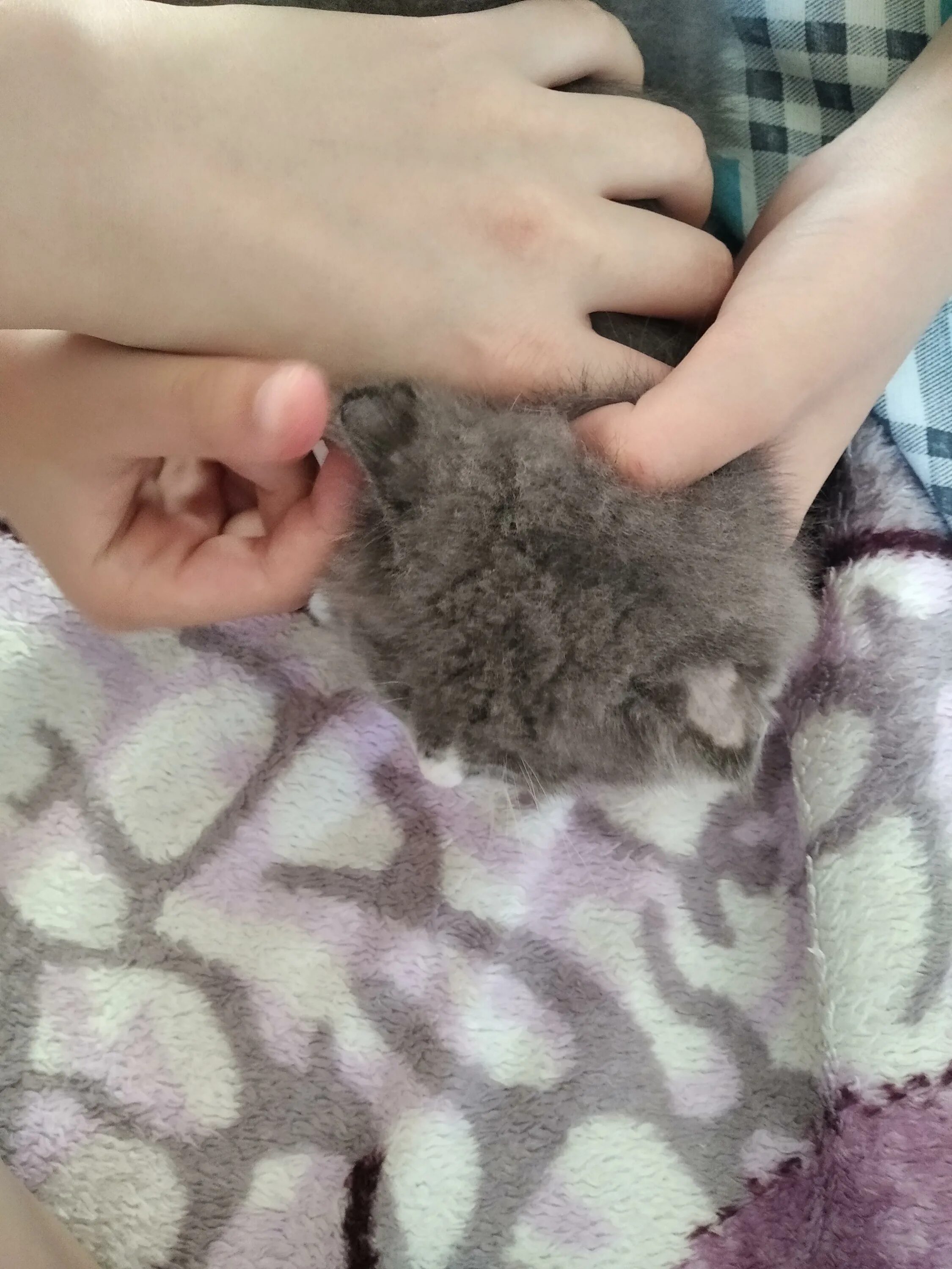 Кошка облезает