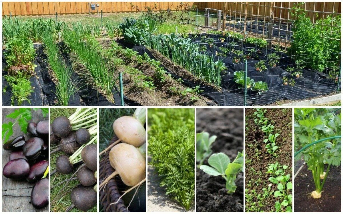 Посадка овощей в апреле. Посадка овощей. Посадка огорода. Растения которые садят в огородах. Что посадить в огороде.