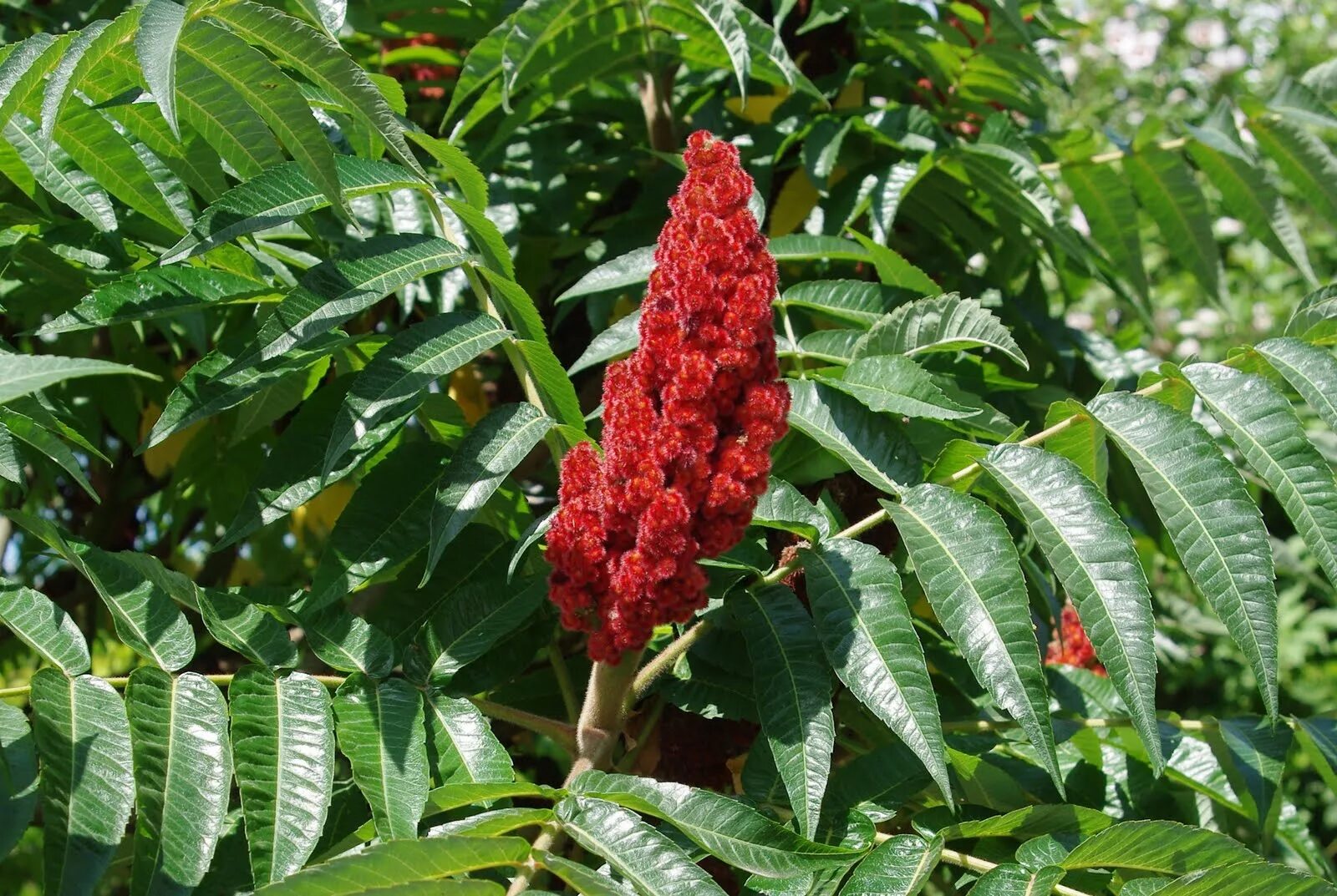 Сумах семена. Сумах Rhus typhina. Сумах дубильный (Rhus coriaria. Сумах оленерогий и дубильный. Сумах,Сумак цветок.