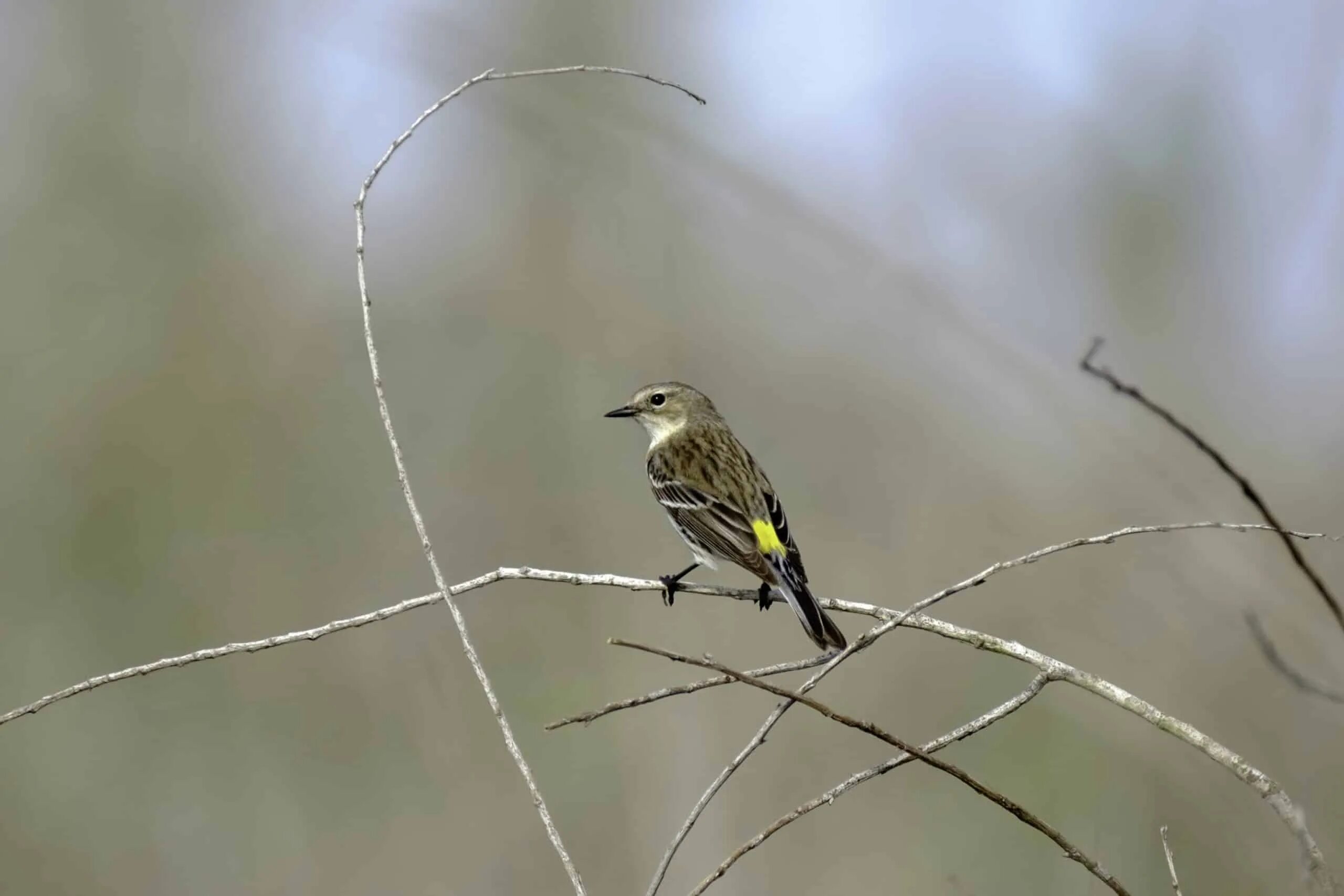 Певуньи птички разлетелись кусты и цветы. Yellow-rumped warbler птица yellow rumped. птички певуньи. желтая камышевка. что за птичка певунья.