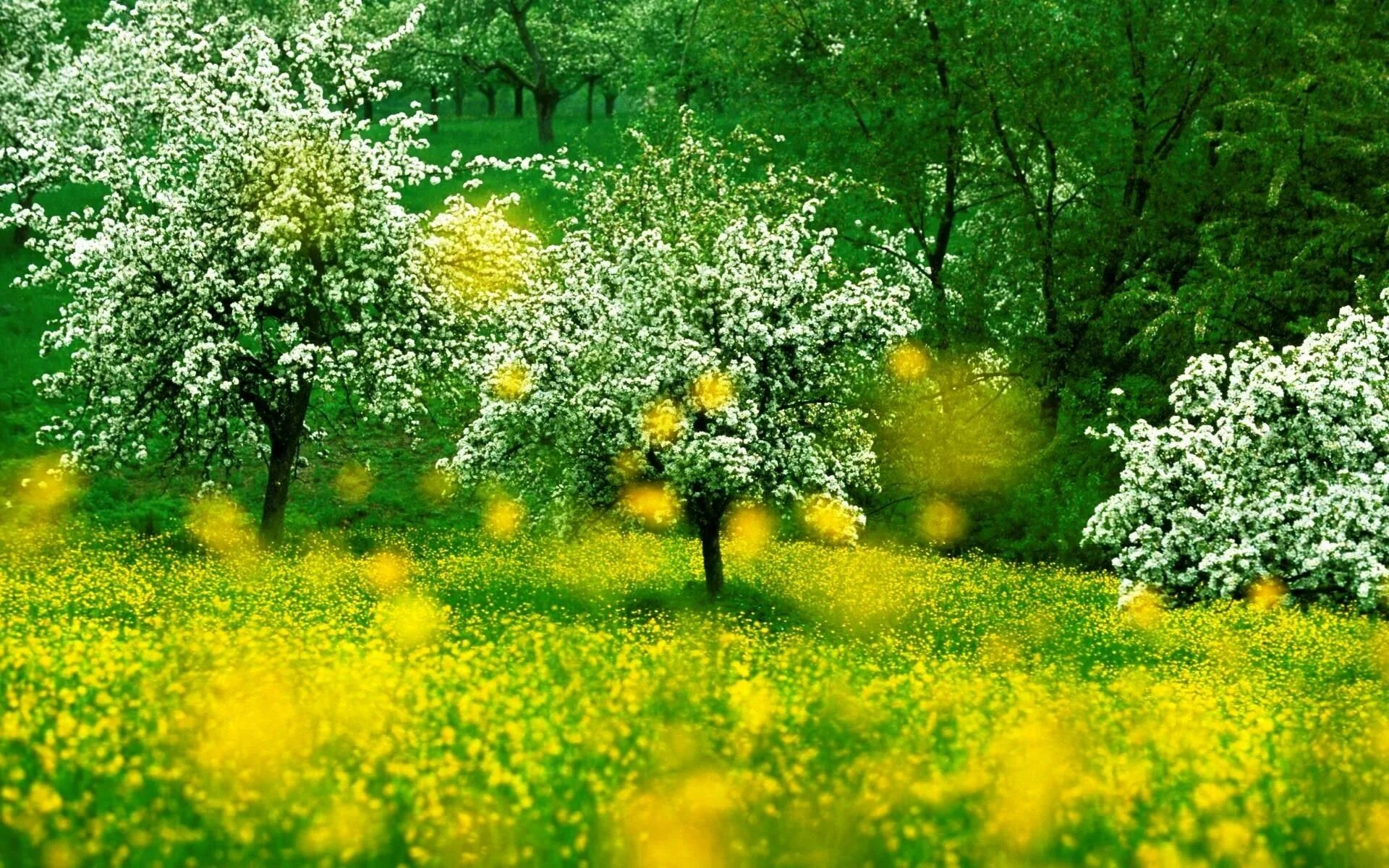 Was the best in spring. Весна земля. Гиф картинки цветы и деревья летом. Spring Tree Flowers. Стоковые photo Revival of Spring nature.