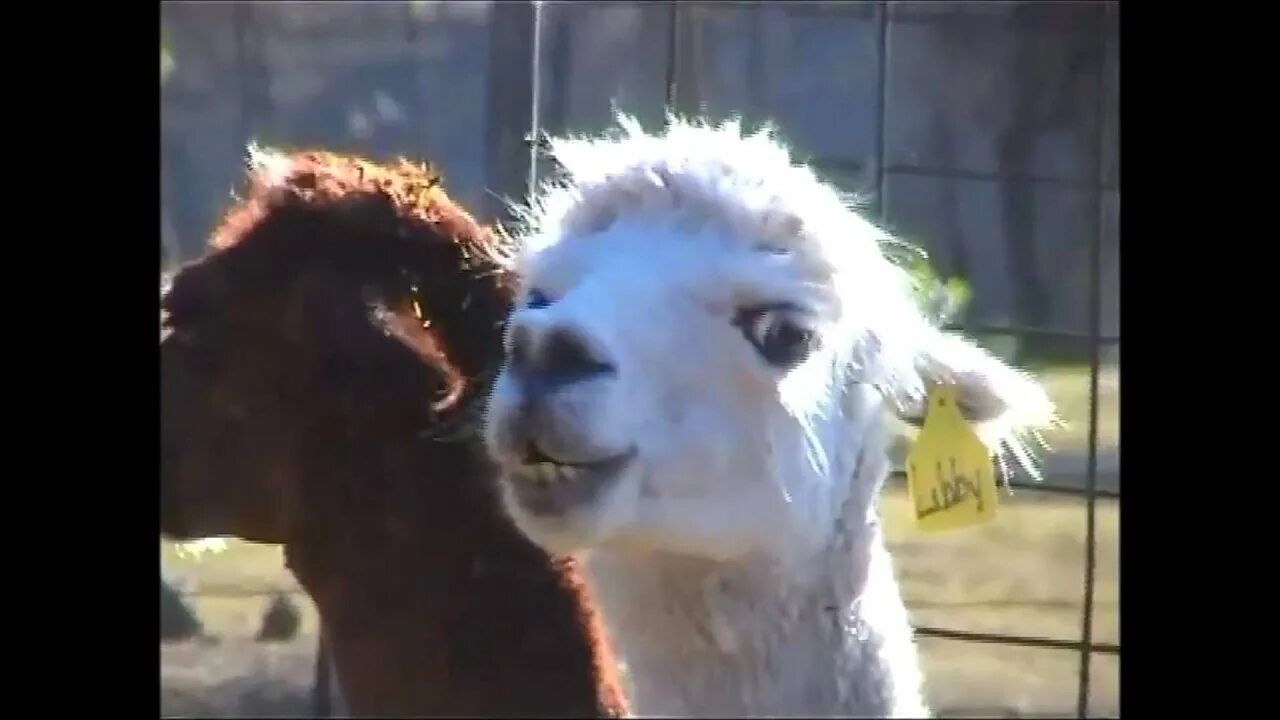 Video llama