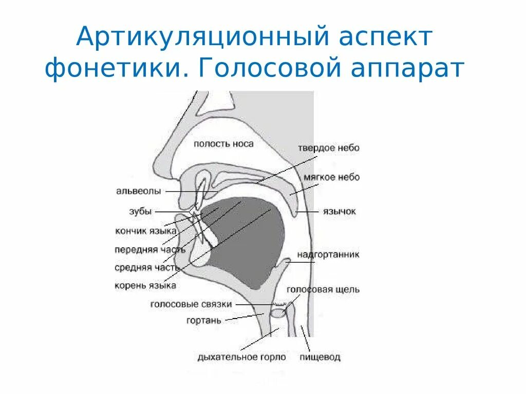 Голосовой язык. Строение речевого аппарата фонетика. Фонетика английского языка строение речевого аппарата. Строение артикуляционного аппарата анатомия. Строение речевого аппарата схема.