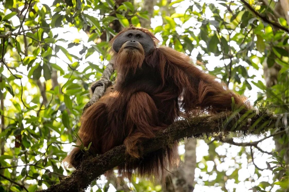 Обитание обезьян. Орангутан на дереве. Тапанульский орангутан. Орангутаны (pongo). Орангутан Африка.