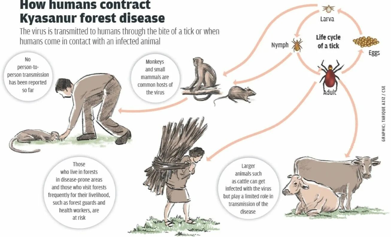 Forest Entomology. Animal Life Cycle. Life Cycle in Humans. Animals more human