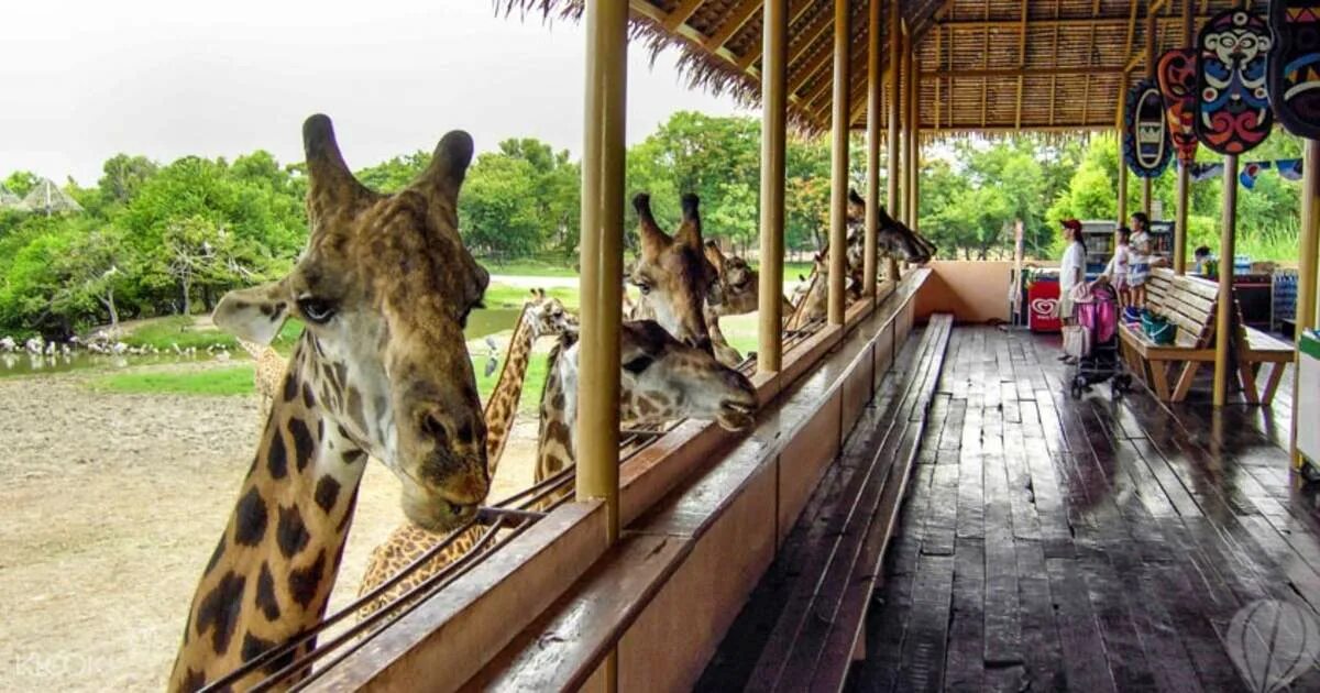 Safari world. Сафари парк паттайя. Сафари парк бангкок. Контактный зоопарк кхао кхео. Safari world бангкок.