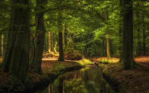 Поставь forest