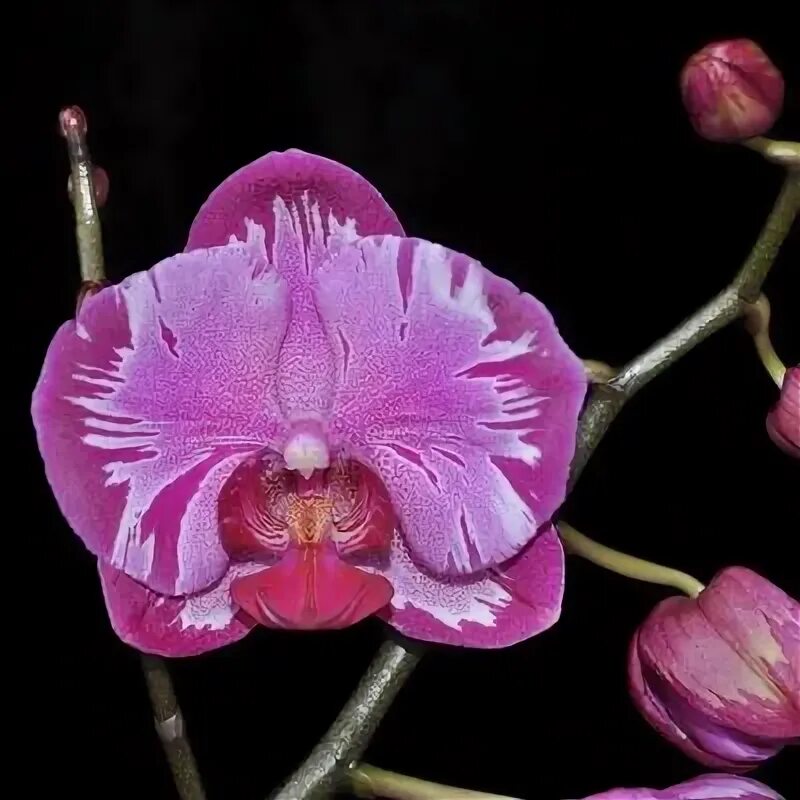 The 1 Social Media Marketing Tool for Sharing Visuals Orchid meaning, Orchids, B