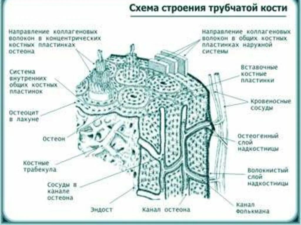 Схема строения c. Строение трубчатой кости гистология. строение остеона костная ткань. схема строения трубчатой кости гистология. строение костной ткани рисунок.