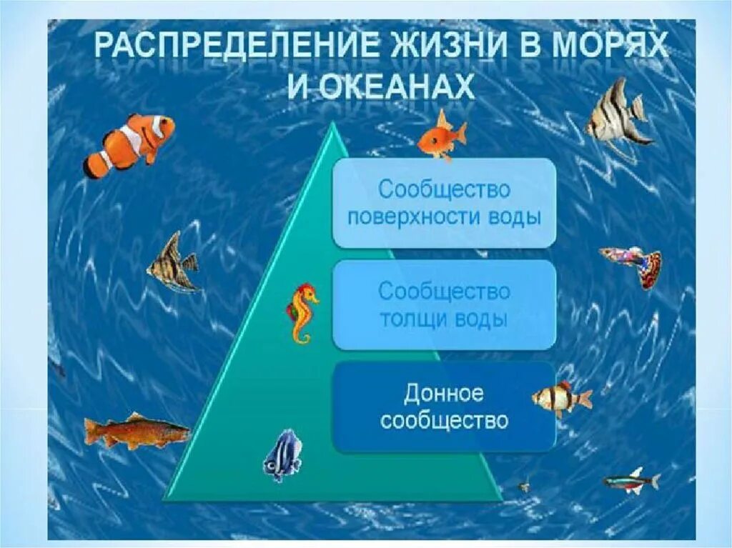 Сообщение жизнь в океане 6 класс. Сообщества океана. Сообщества организмов в океане. Жизнь организмов в морях и океанах. Обитатели открытой воды в море и океанах.