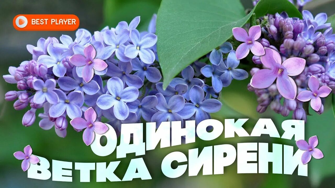 Одинокая ветка сирени песни валерии. Ветка сирени. Одинокая ветка сирени. Сирень одинокая ветка сирени.