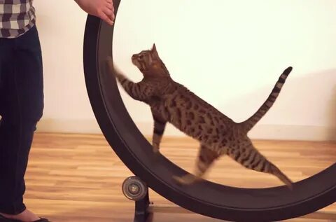 Бегающий экран для котят