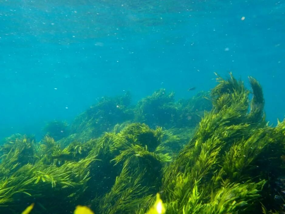 Водоросли крепятся к морскому дну с помощью. Водоросли. подводные растения. морские растения. красивые водоросли.