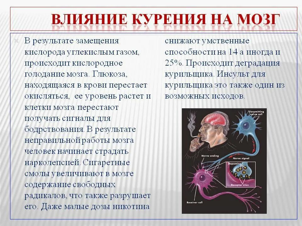 Влияние никотина на головной мозг. Воздействие никотина на мозг человека. Как курение влияет на мозг.