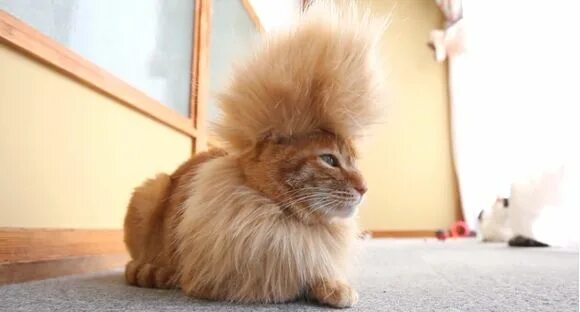 21 Cats Wearing Wigs Cats, Funny cat photos, Crazy cats