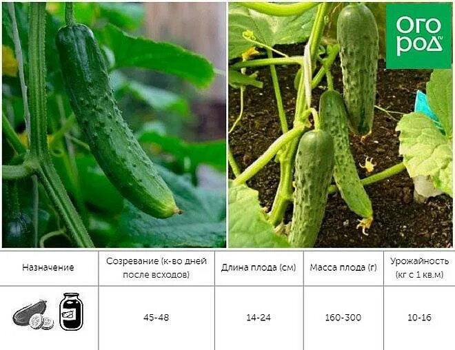 Огурцы раннеспелые самоопыляемые сорта. Огурцы гибриды самоопыляемые. кустовые огурцы для теплицы сорта самоопыляемые. огурцы семена самоопыляемые. партенокарпические семена огурцов.