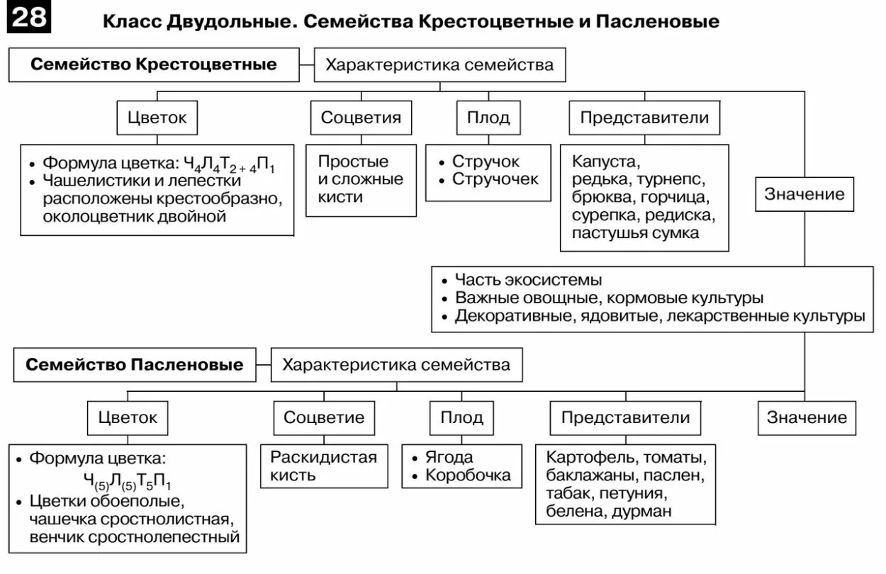 Семейство класса двудольные крестоцветные пасленовые. Двудольные семейство Паслёновые. Класс двудольные семейство Пасленовые. Характеристика класс двудольные семейство Пасленовые. Семейства класса двудольные таблица.