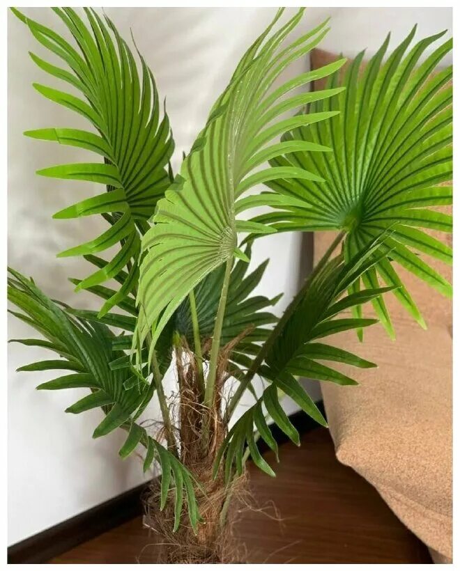 Bamboo palm Indoor plants, Air purifying plants, Best indoor plants
