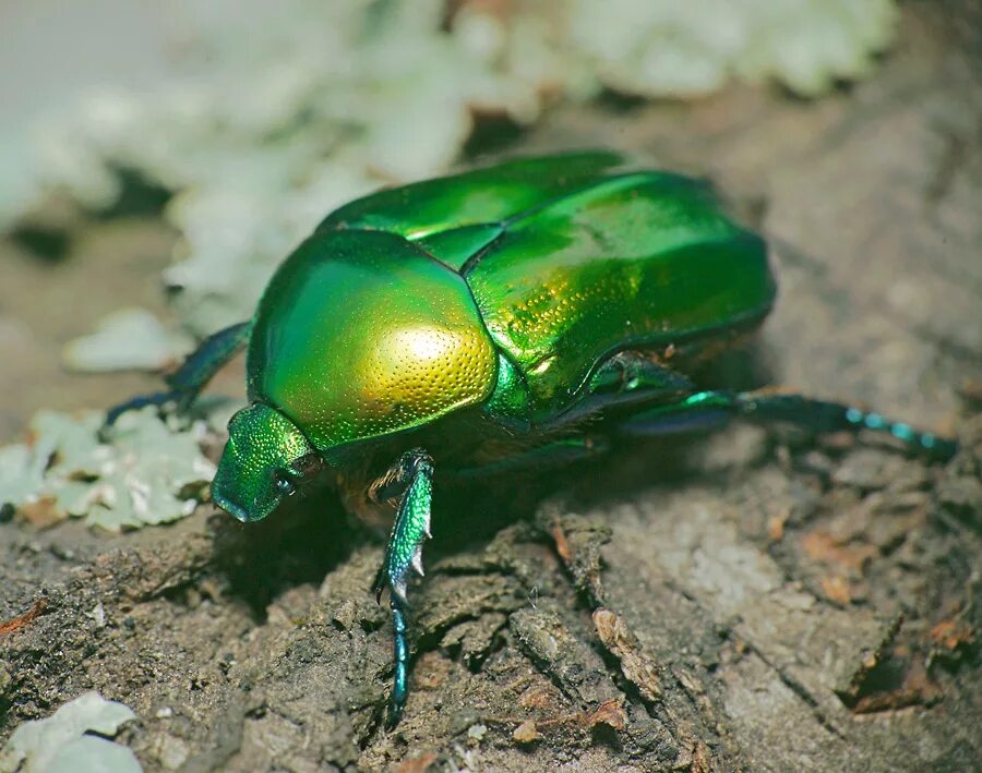 Macraspis chrysis Bugs, Photo galleries, Gallery