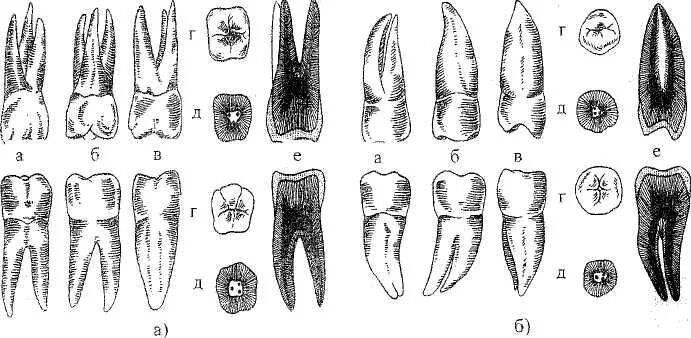 Первый моляр верхней челюсти. Зуб второй моляр верхней челюсти. Анатомия зубов 1 моляра нижней челюсти. Второй моляр верхней челюсти анатомия. Зуб второй моляр нижней челюсти.
