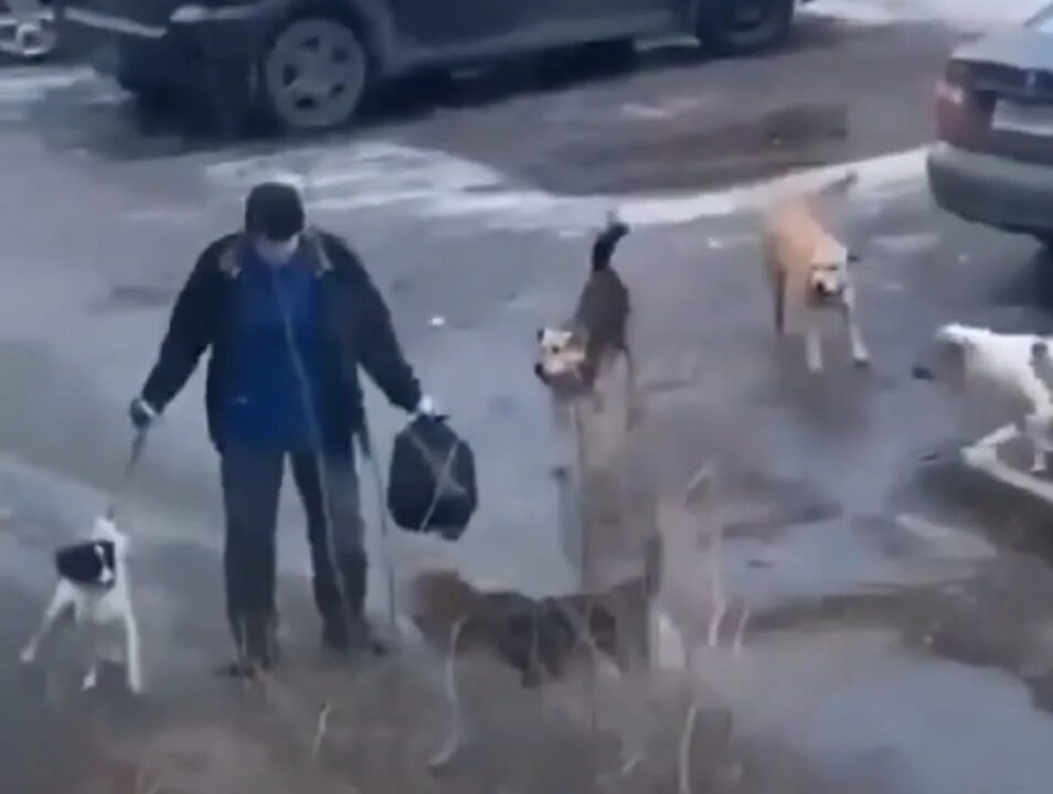 Нападение собак видео. Дворняги нападают на людей?. Краснолесный нападение собаки. Собака танцует дворняга.