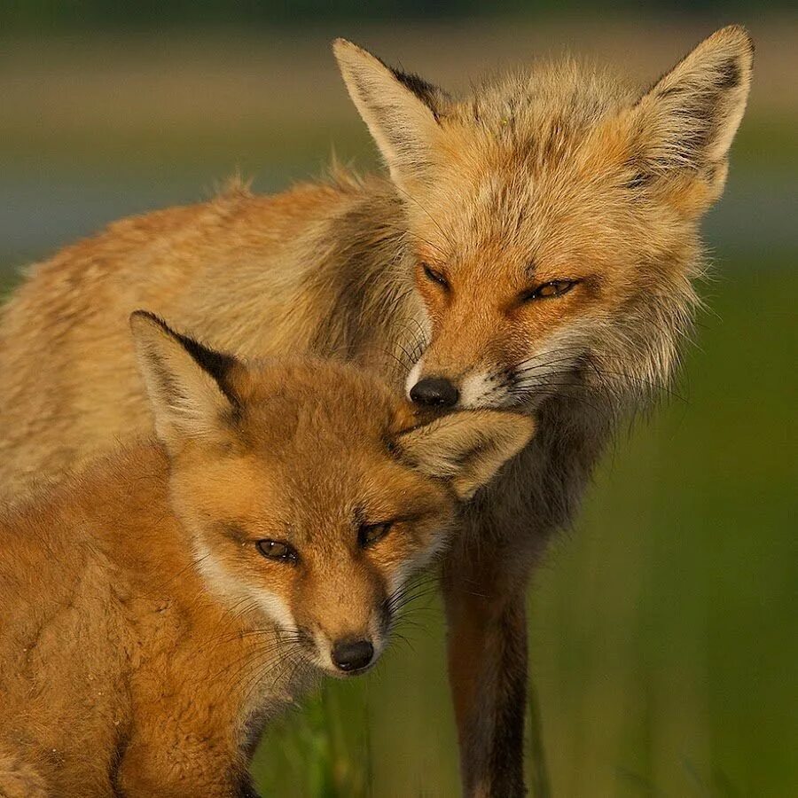 Red foxes работа. Red fox. red fox spirit.