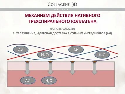 Нативный коллаген