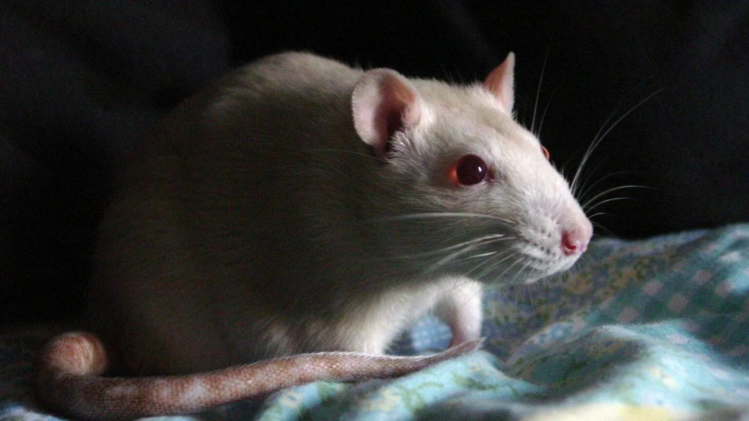 крысе два года
