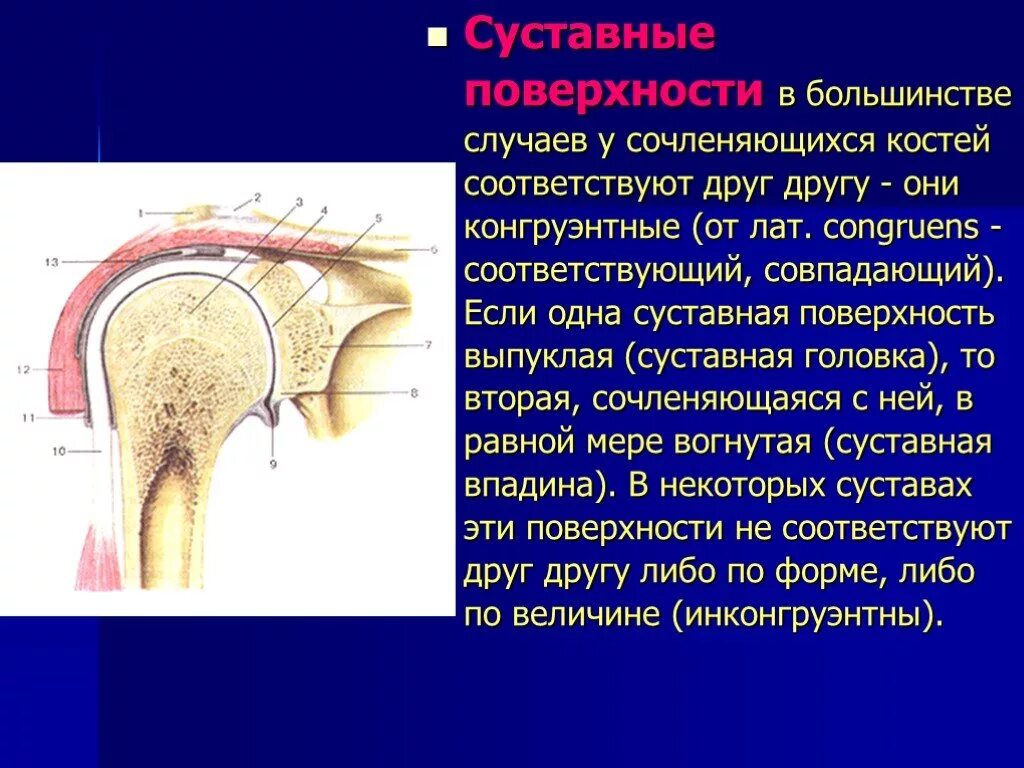 Чем покрыты суставные поверхности костей. Суставные поверхности. Суставные поверхности конгруэнтны. Суставные поверхности сочленяющихся костей. Суставная головка.