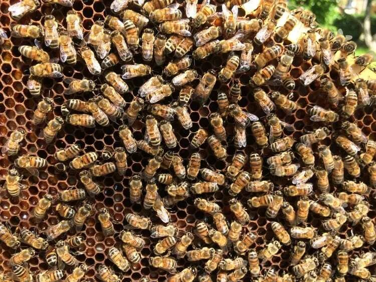 Личинки пчел а также молодые пчелы. Маточное молочко пчел. Личинка медоносной пчелы. Личинки пчел а также молодые пчелы. Яйцо – личинка – предкуколка – куколка – пчела.