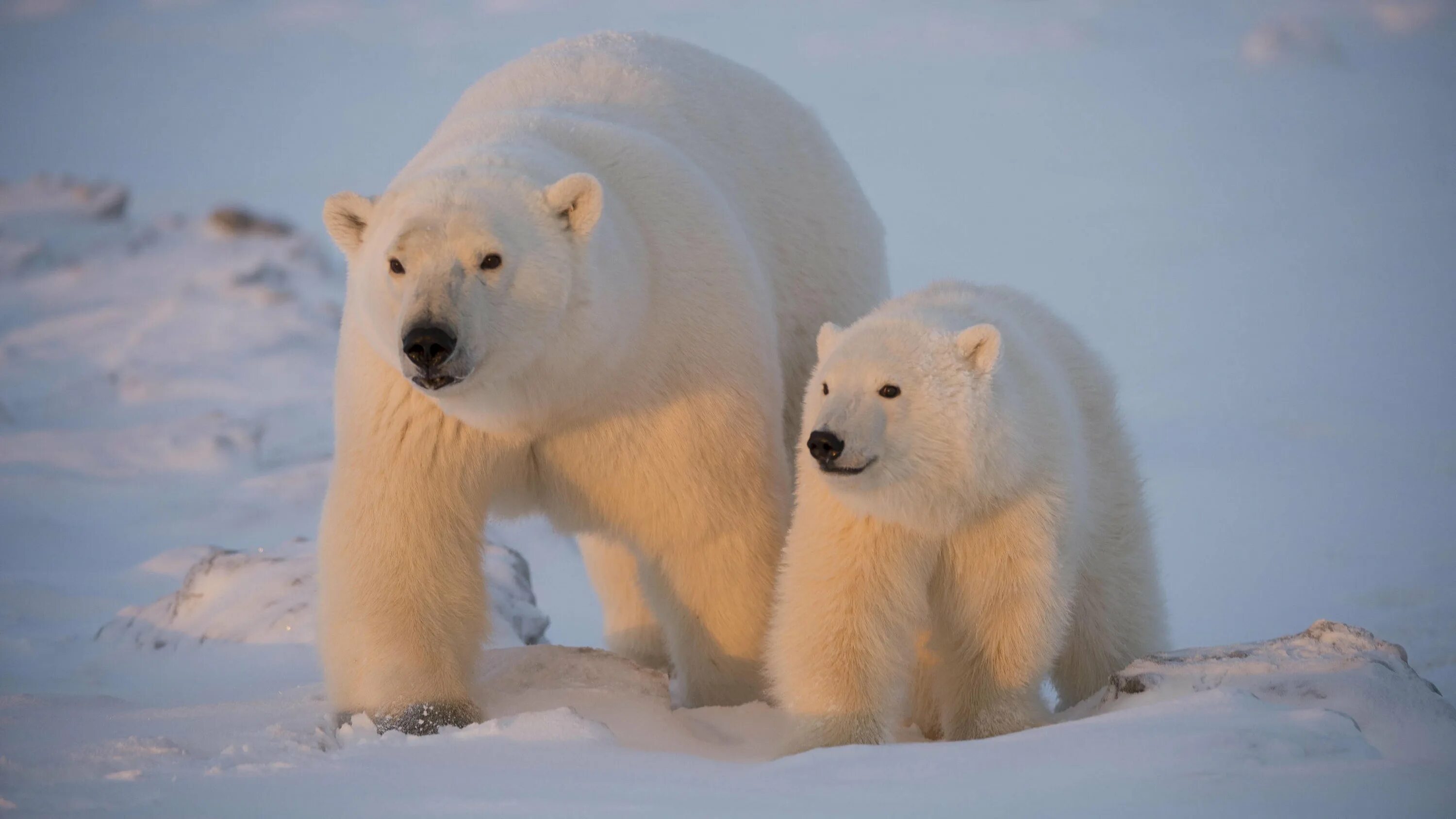Животные арктических пустынь белый медведь. Белые медведи в арктических пустынях. Арктические пустыни животные белый медведь. Арктические пустыни России белые медведи.